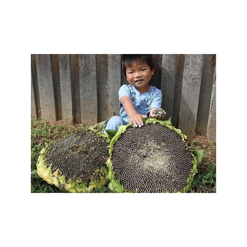 50+ Giant Mongolian Sunflower Seeds --- NON GMO -- HEIRLOOM