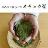 Gabai Farm Handmade Ginkgo Biloba Leaf Tea 0.1 oz (3