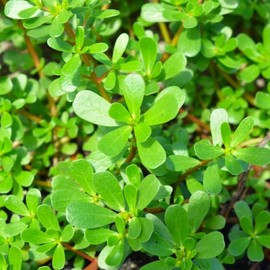 TomorrowSeeds - Green Purslane Seeds - 1000+ Count - for 2025 Planting Portulaca Oleracea Lettuce Verdolaga Pigweed Bakleh Bhaji Vegan Weed Pusley Garden Vegetable Grow Your Own Home Farm Patio