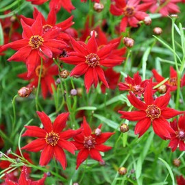 David's Garden Seeds Flower Coreopsis Amulet 200 Non-GMO, Heirloom Seeds