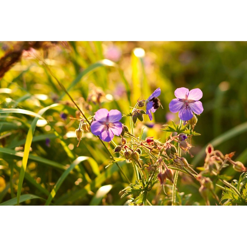 Health Embassy Cranesbills Herb Tea | Geranium robertianum L |