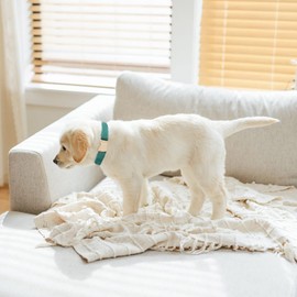 Petiry Soft Dog Collar with Safety Metal Buckle Adjustable Durable Comfort Velvet Corduroy Dog Collars for Large Dogs,Forest Green,Neck 40-66cm