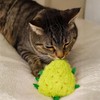 My Name is Bud Jr, Funny Catnip Weed Nug Cat