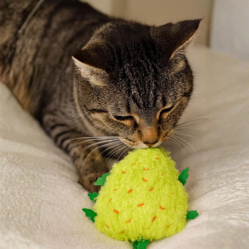 My Name is Bud Jr, Funny Catnip Weed Nug Cat