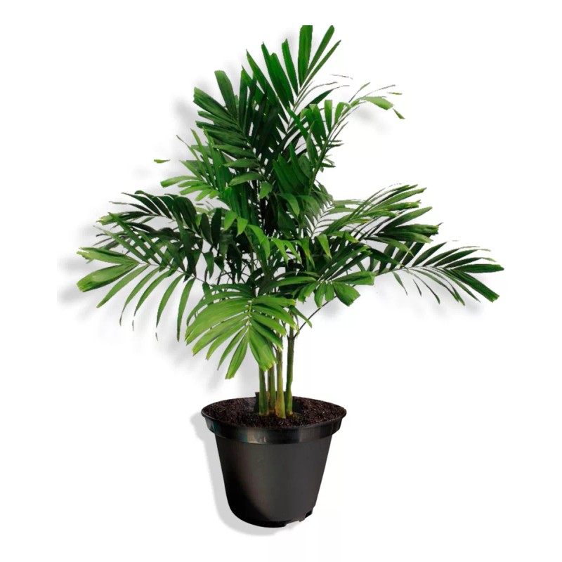 mdj Pack De Macetas Medianas Universales 10 Piezas