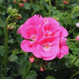 2 Pink Geraniums Live Plants, Live Geranium Plant, 5 Inc to 8 Inc Tall, Geranium Live Plants, Geranium Plant Pot, Geranium Flower Plant Outside