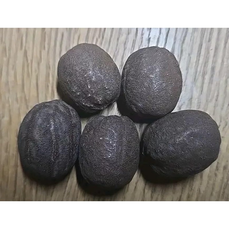 Silver Bismarckia Palm Tree - 5 Seeds - Stunning Tropical