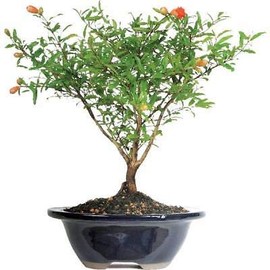 1 Pomegranate Bonsai Tree Flowering Fruit Plant Rare MHWK26