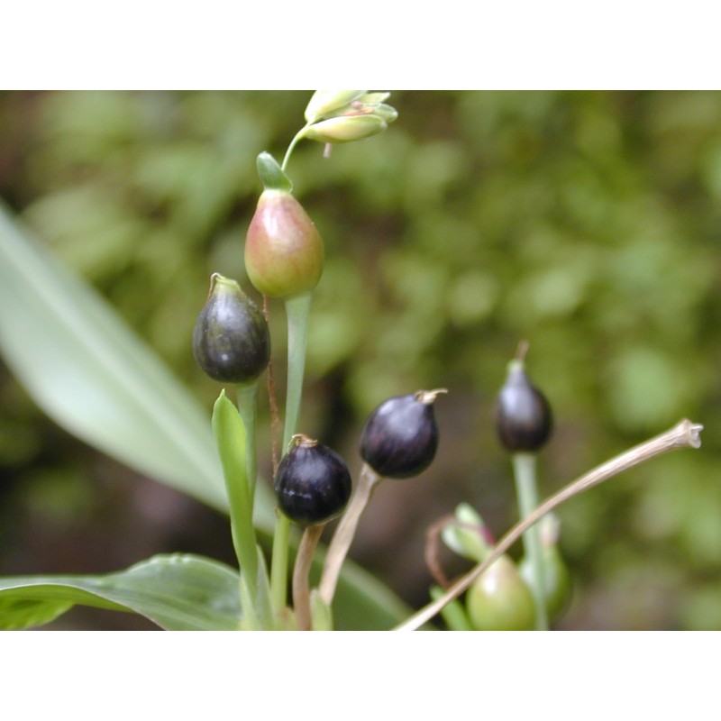 Seeds Job's Tears Coix Millet Annual Flowers for Planting