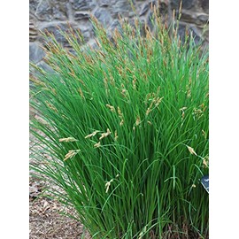 Perennial Farm Marketplace Carex stricta (Tussock Sedge) Ornamental Grass, Size-#1 Container, Green Foliage