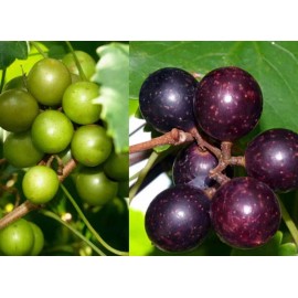 Vine 16 Bronze Scuppernong grape Muscadine vine cuttings scion rooting Grafting