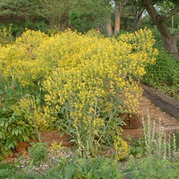 Woad Seeds (Isatis tinctoria) 20+ Rare Dye Plant Medicinal Herb Seeds in FROZEN SEED CAPSULES for The Gardener & Rare Seeds Collector - Plant Seeds Now or Save Seeds for Years