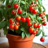Seeds Indoor Tomato 20 Seeds for Planting Cherry Tomatoes Dwarf