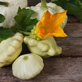 Eden Brothers Squash (Summer) Seeds - Scallop Scallop Early White Bush Non-GMO Seeds for Planting, 1 lb | Low-Maintenance Vegetable Seeds, Plant During Warm Season, Zones 10, 3, 4, 5, 6, 7, 8, 9