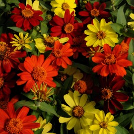 Outsidepride Zinnia Zahara Bonfire Flower Seed Mix - 50 Seeds