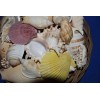 Salty Pelican Large Seashells Display MIx