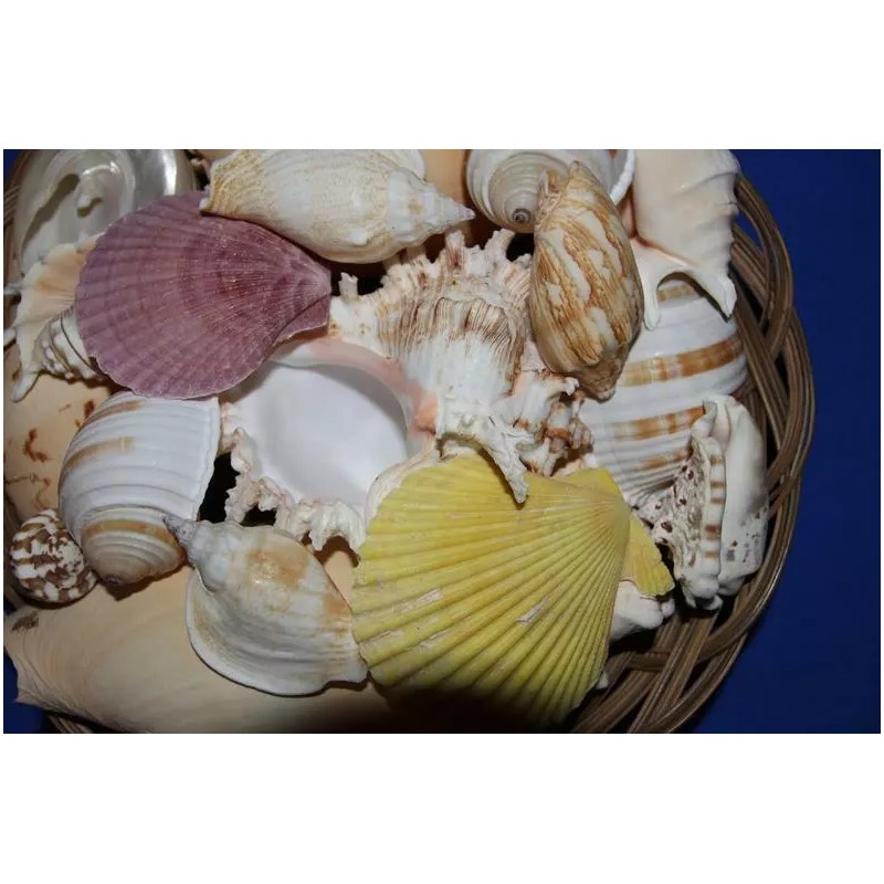 Salty Pelican Large Seashells Display MIx