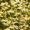 Chamomile Loose Tea made with Whole Flowers, Chamomile Infusion, Chamomile