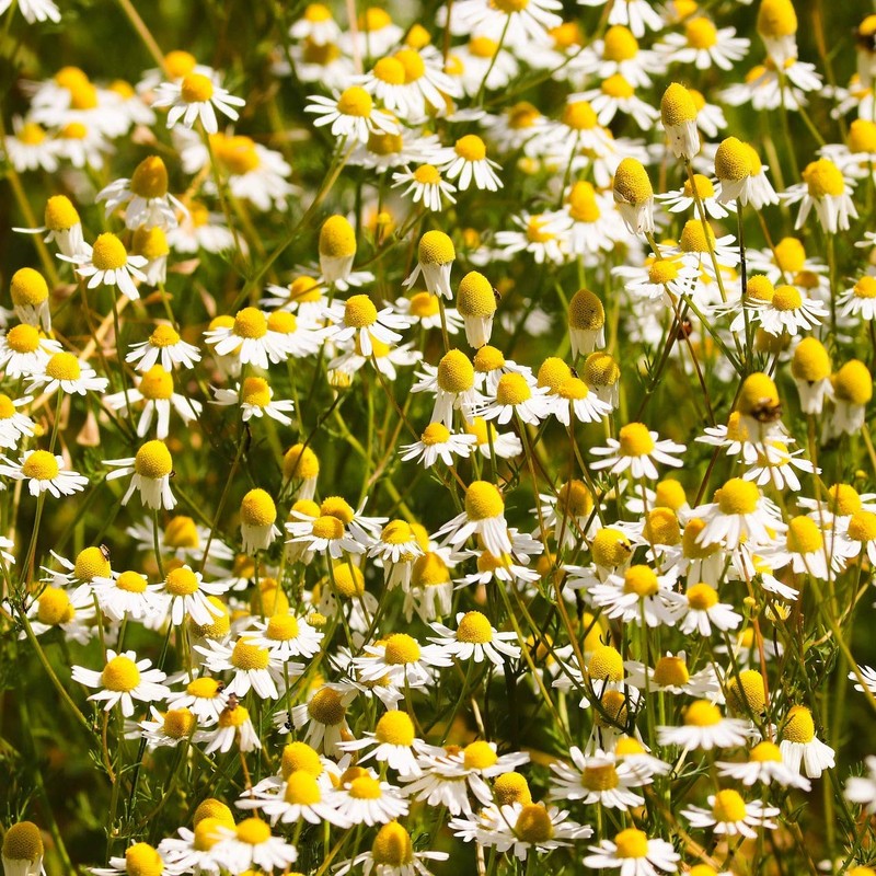 Chamomile Loose Tea made with Whole Flowers, Chamomile Infusion, Chamomile