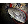 GOSEN Answer Ajing PE×4 150m No. 0.25 (6lb)