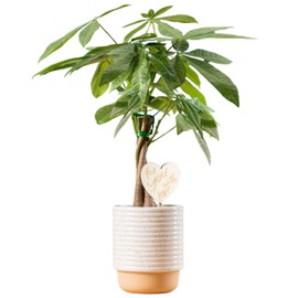 Costa Farms Money Tree Live Plant | 12-16 Inches Tall Bonsai | Easy to Grow Indoor Houseplant in Plant Pot | Includes Cute Decoration | Home, Office, or Room Decor | Birthday, Housewarming