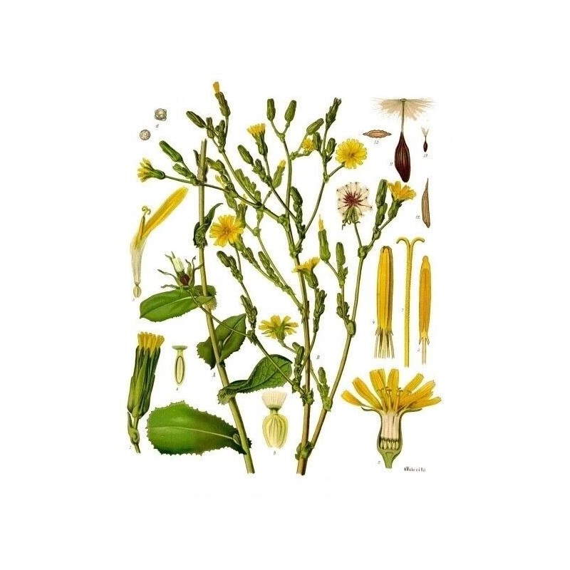 Fresh 100+ Wild Lettuce Seeds - Medicinal Herb Seeds FREE