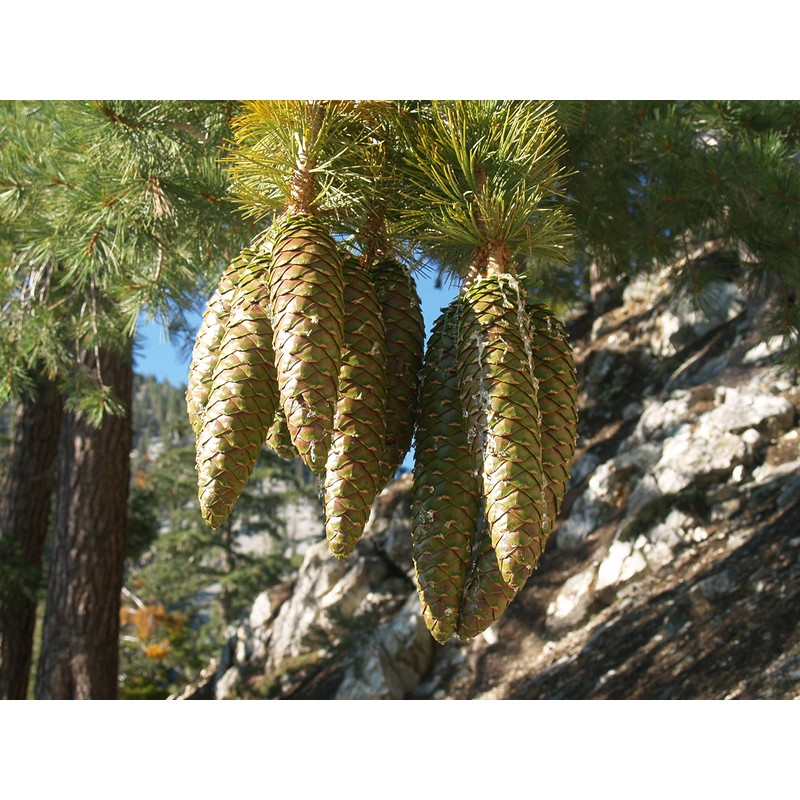 Sugar Pine | Small Tree Seedling | The Jonsteen Company