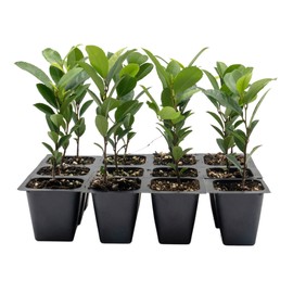 12 Carolina Cherry Laurel in 2.5” Nursery Cubes (Prunus caroliniana) | Evergreen Screening Shrub or Small Tree for Hedges, Borders & Wildlife | Ready-to-Plant Live Starter Plants