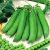 RAISE ME UP: Seeds Sweet Snap Peas Alfa Non GMO