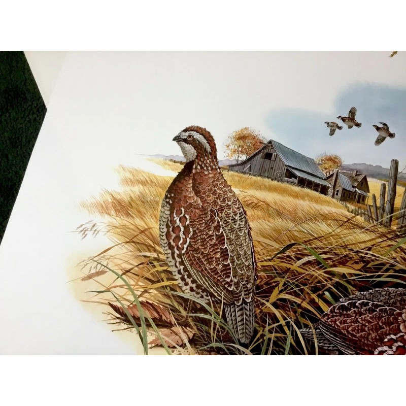Don Balke BOBWHITE QUAIL (Masterpiece-1