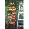Parks Whopper tomato seeds New for 2025 season 20 count