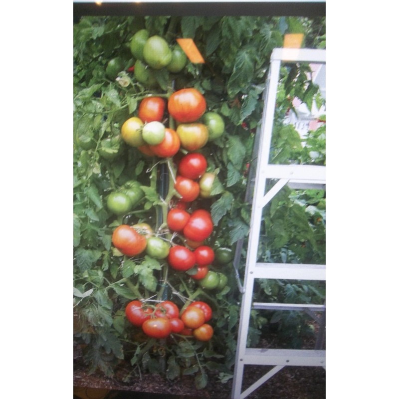 Parks Whopper tomato seeds New for 2025 season 20 count
