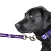 Little Earth 320165-VIKG-3Q: Premium Pet Lead, Minnesota Vikings