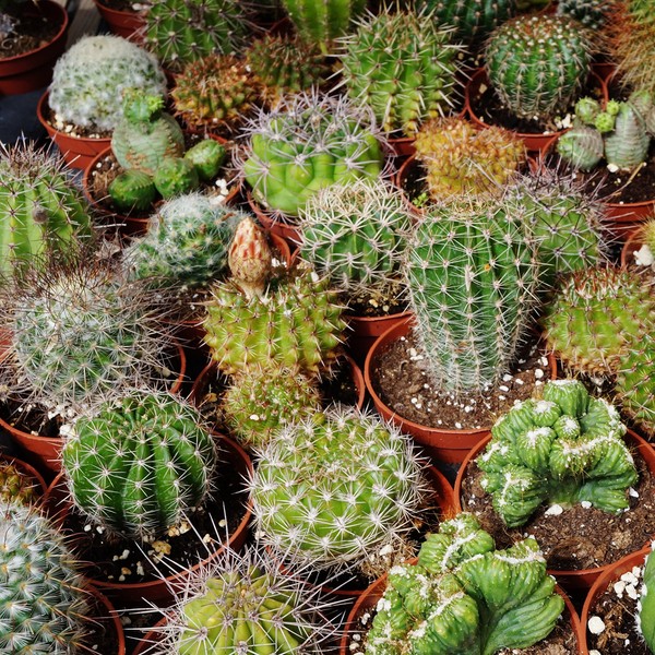 Outsidepride Succulent Cactus Plant Seed Mix - 1000 Seeds