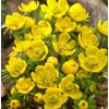Winter Aconite Flower Bulbs for Planting - Eranthis Cilicica (10
