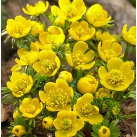 Winter Aconite Flower Bulbs for Planting - Eranthis Cilicica (10 Bulbs)