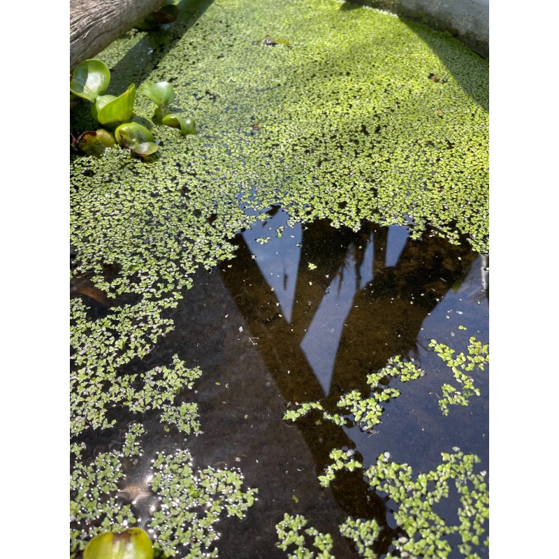 Duckweed (500+) Outdoor/Indoor Floating Aquarium Plant - Pond/Fish Tank