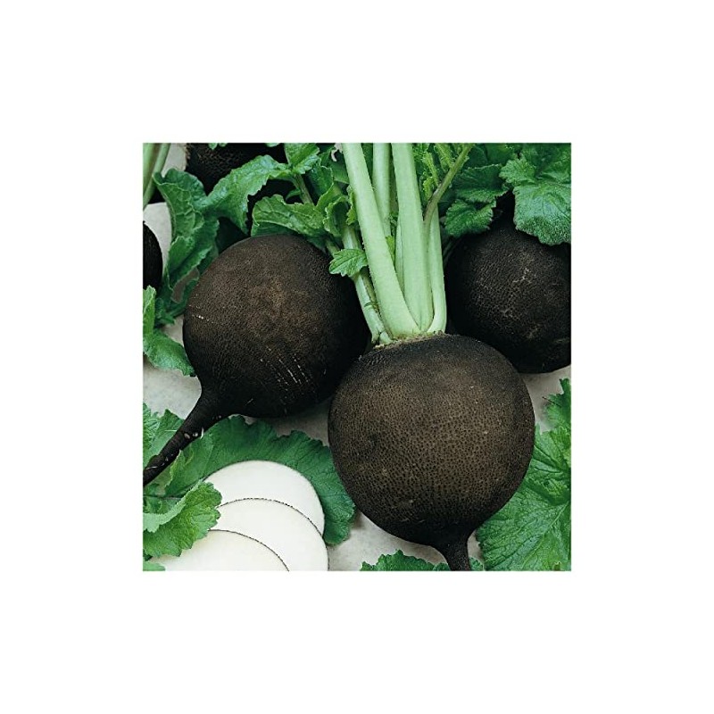 Everwilde Farms - 1/4 Lb Organic Black Spanish Round Radish