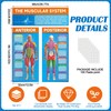 Tinlade Anatomy Muscle Chart Workout Posters Muscular System Phys Ed