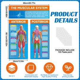 Tinlade Anatomy Muscle Chart Workout Posters Muscular System Phys Ed Anatomical Poster Set Extra Large 34.5” x 26.5” Gym Poster Laminated for Physical Education Workouts and Classroom Decoration Use