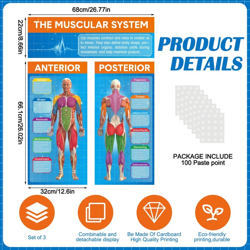 Tinlade Anatomy Muscle Chart Workout Posters Muscular System Phys Ed