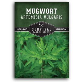 Common Mugwort Seed for Planting - 1 Packet with Instructions to Plant and Grow Artemisia Vulgaris in Your Home Vegetable Garden - Non-GMO Heirloom Variety - Survival Garden Seeds