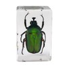 Celestron - 3D Bug Specimen Kit #5 - Observe Insects