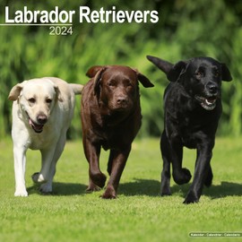 Labrador Retriever 2024 - 16-Monatskalender: Original Avonside-Kalender [Mehrsprachig] [Kalender] (Wall-Kalender)