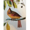 Northern Cardinal or Cardinal Grosbeak Audubon Print 15" x 11.5"