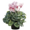 cyclamen synchro sierra 15 Cyclamen Seeds Sierra Synchro Light Pink With Eye