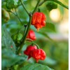 Carolina Reaper Pepper Seeds (20) Home Grown in Oregon - Organic