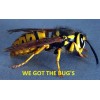 28 REAL YELLOW JACKET WASP V Pensylanica 14 Dried Plus