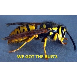 28 REAL YELLOW JACKET WASP V Pensylanica 14 Dried Plus 14 Wet Specimen