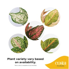 Costa Farms Trending Tropicals Aglaonema Live Indoor Plant, Self Watering Décor Plant Pot, 1 Foot Tall